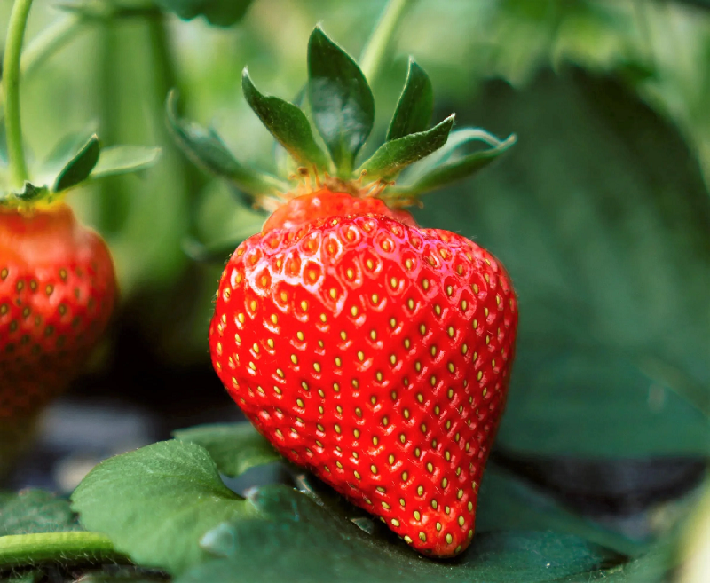 A Importância da Nutrição em Cuidados Paliativos